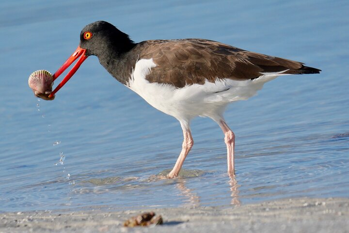 American Oystercatcher